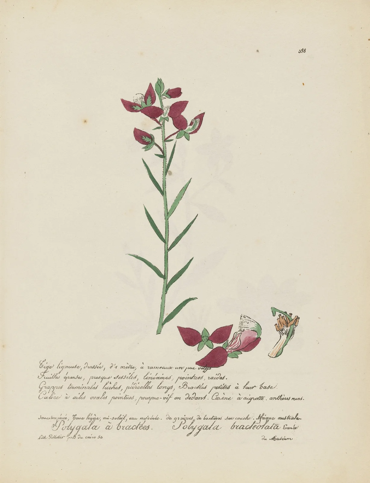 Polygala bracteolata av Jean Baptiste Louis Letellier