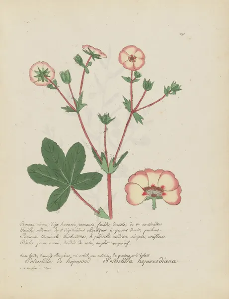 Potentilla hopwoodiana av Jean Baptiste Louis Letellier