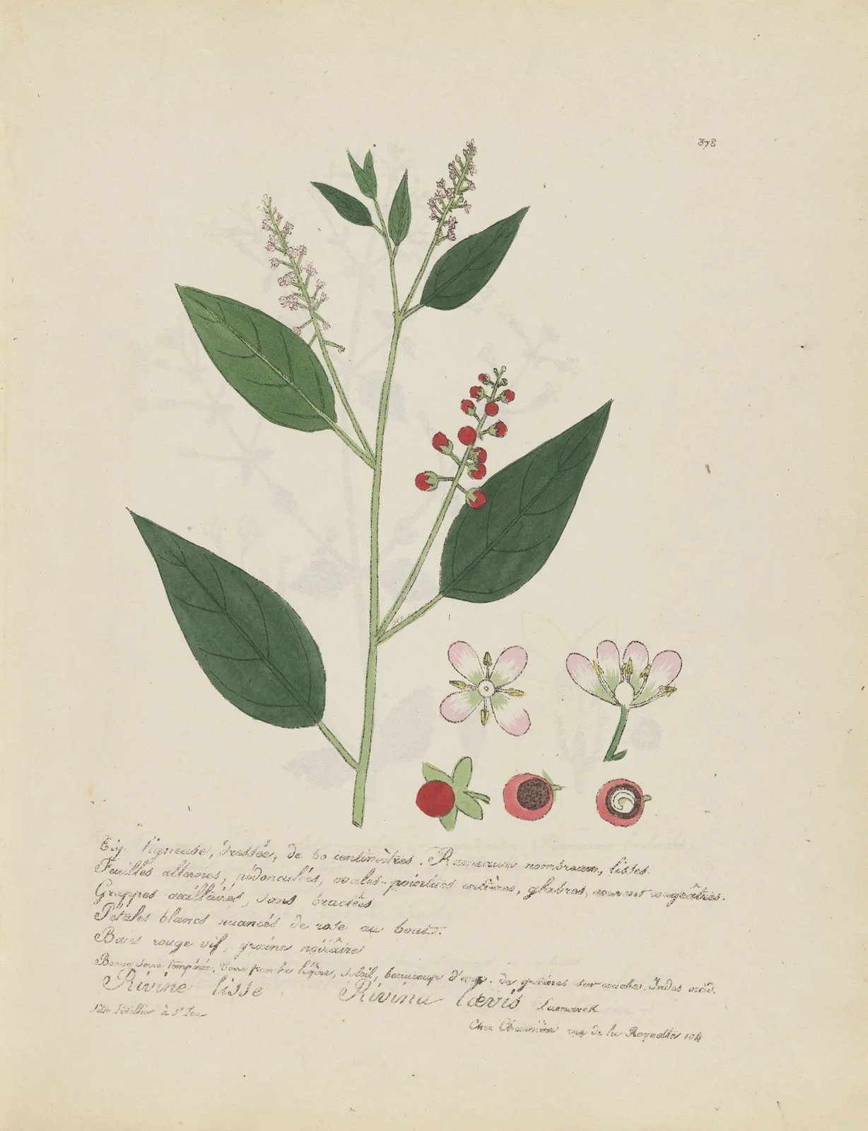 Rivina laevis av Jean Baptiste Louis Letellier