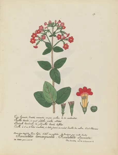 Rondeletia speciosa av Jean Baptiste Louis Letellier