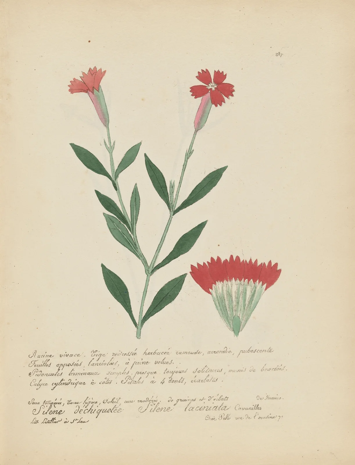 Silene laciniata av Jean Baptiste Louis Letellier