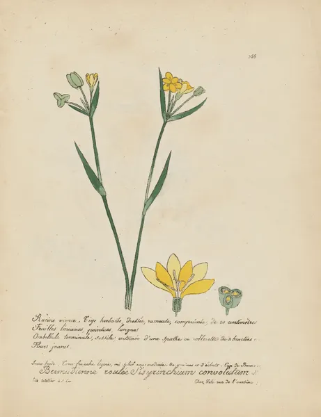 Sisyrinchium convolutum av Jean Baptiste Louis Letellier