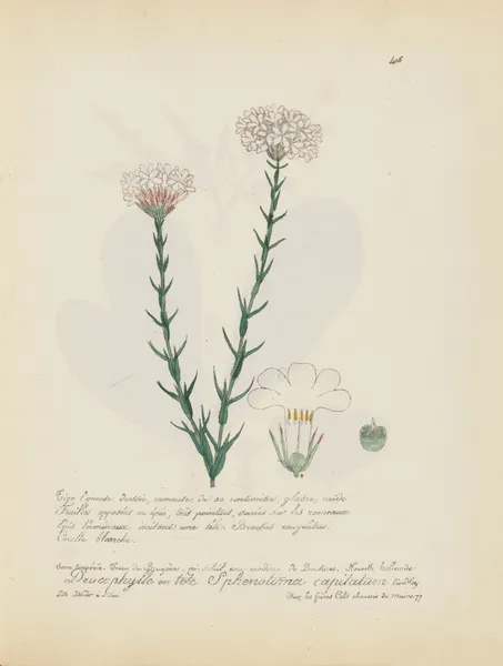 Sphenotoma capitatum av Jean Baptiste Louis Letellier