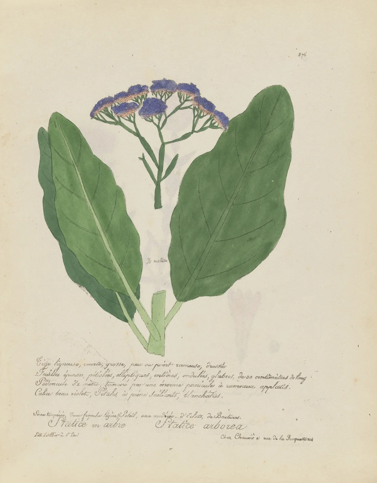 Statice arborea av Jean Baptiste Louis Letellier