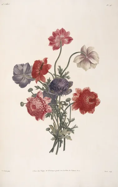 Bouquet d’Anémones de cinq sortes différentes av Jean Louis Prévost