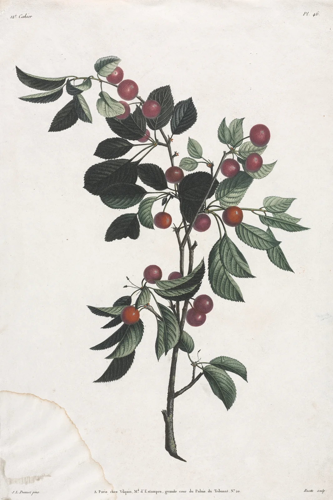 Branches de Cérises précoce av Jean Louis Prévost