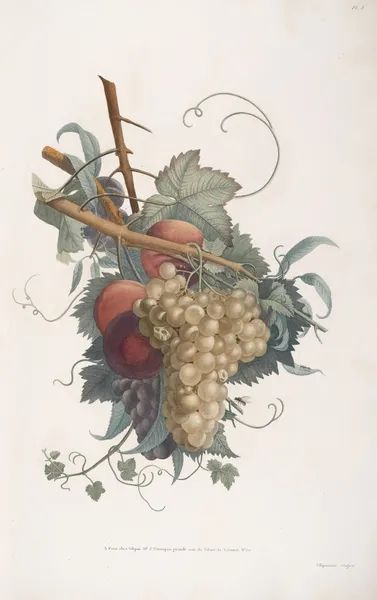 Branches de Chasselas, Muscat rouge, Pêche vineuse, et Damas d’Italie av Jean Louis Prévost