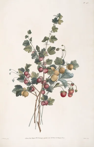 Etude de Groseiller épineux, et Fraise-Bigareau, ou Fausse Ananas av Jean Louis Prévost