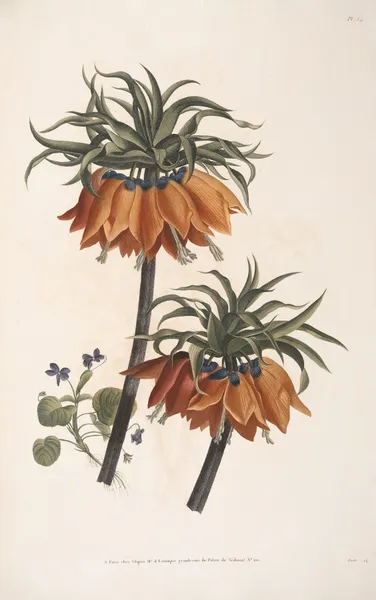 Etude d’Impériale et Violette av Jean Louis Prévost