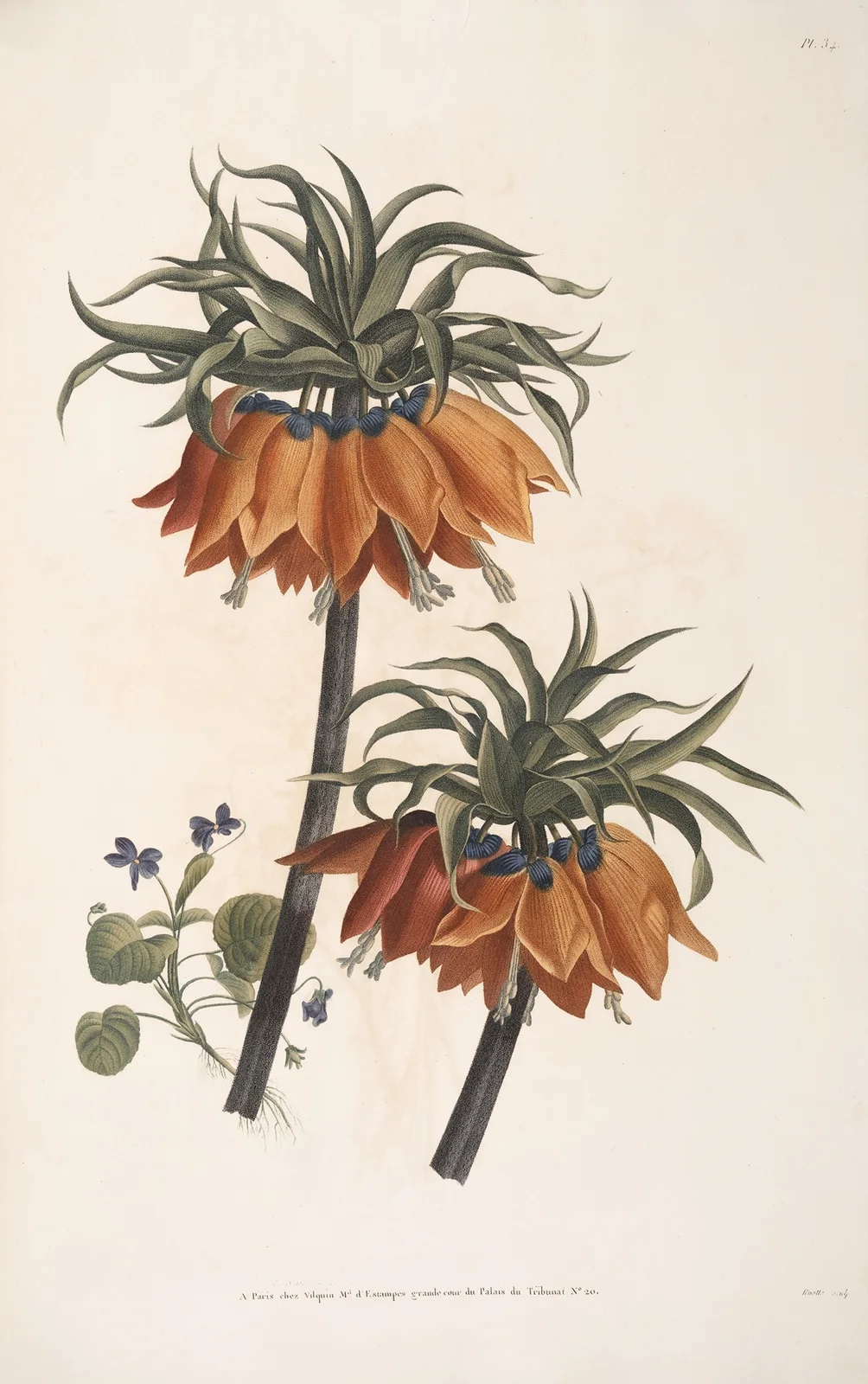 Etude d’Impériale et Violette av Jean Louis Prévost