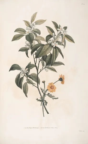 Etudes de fleurs d’Orange et de Crisaine grecque av Jean Louis Prévost