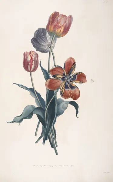 Etudes de Tulipes av Jean Louis Prévost