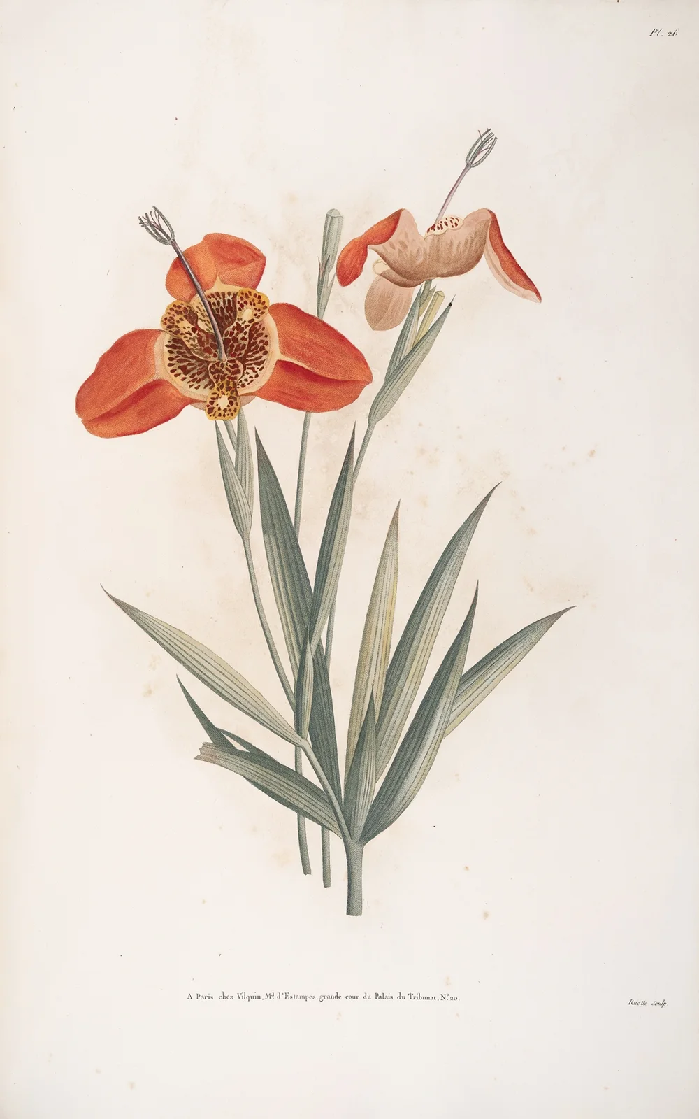 Fleur de Tigrine av Jean Louis Prévost