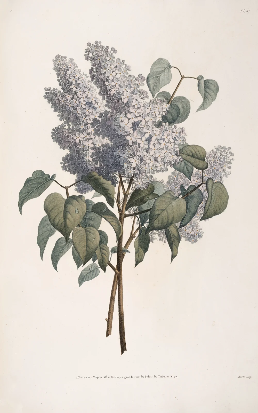 Rameau de Lilas av Jean Louis Prévost