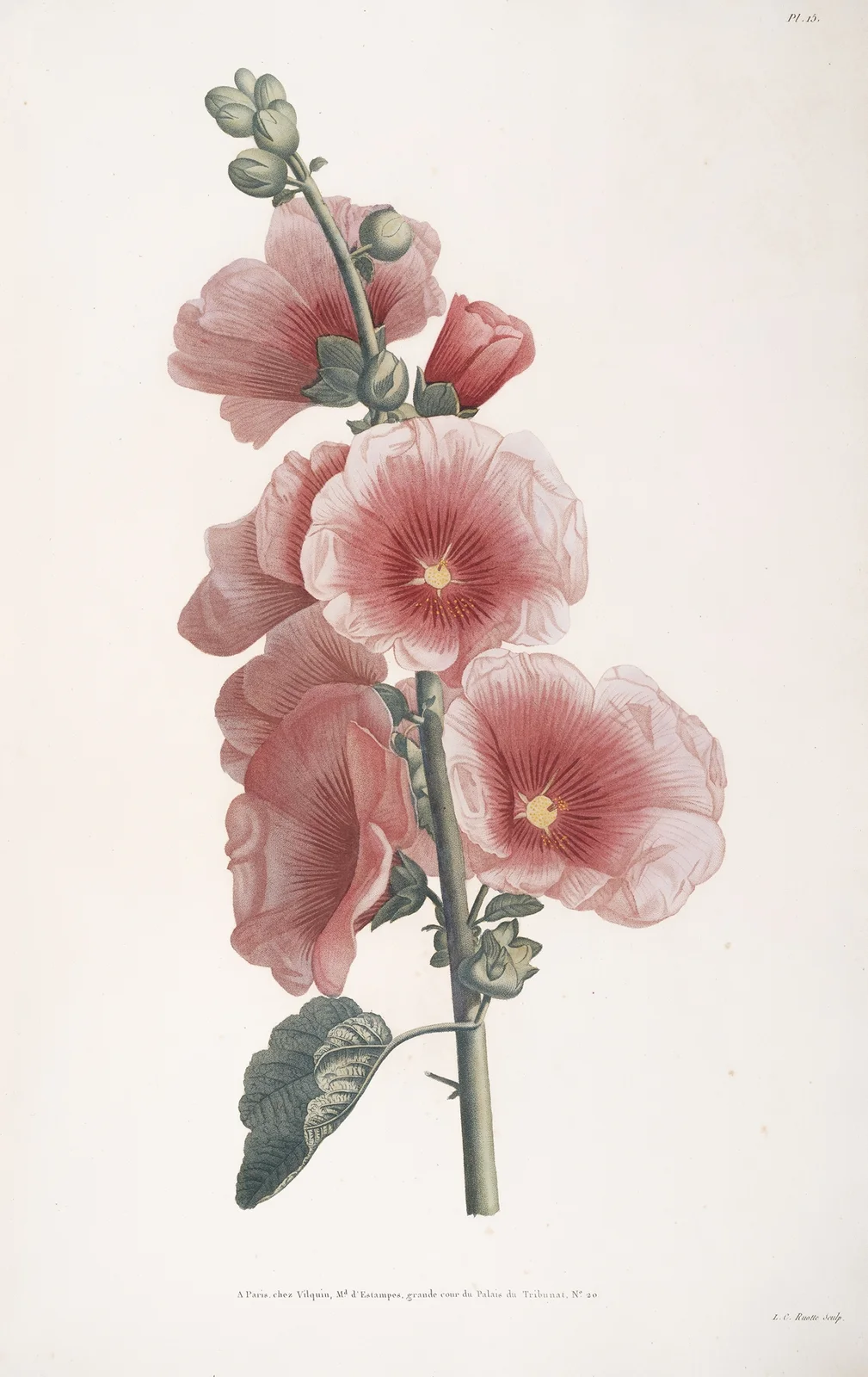 Rameau de Passerose av Jean Louis Prévost