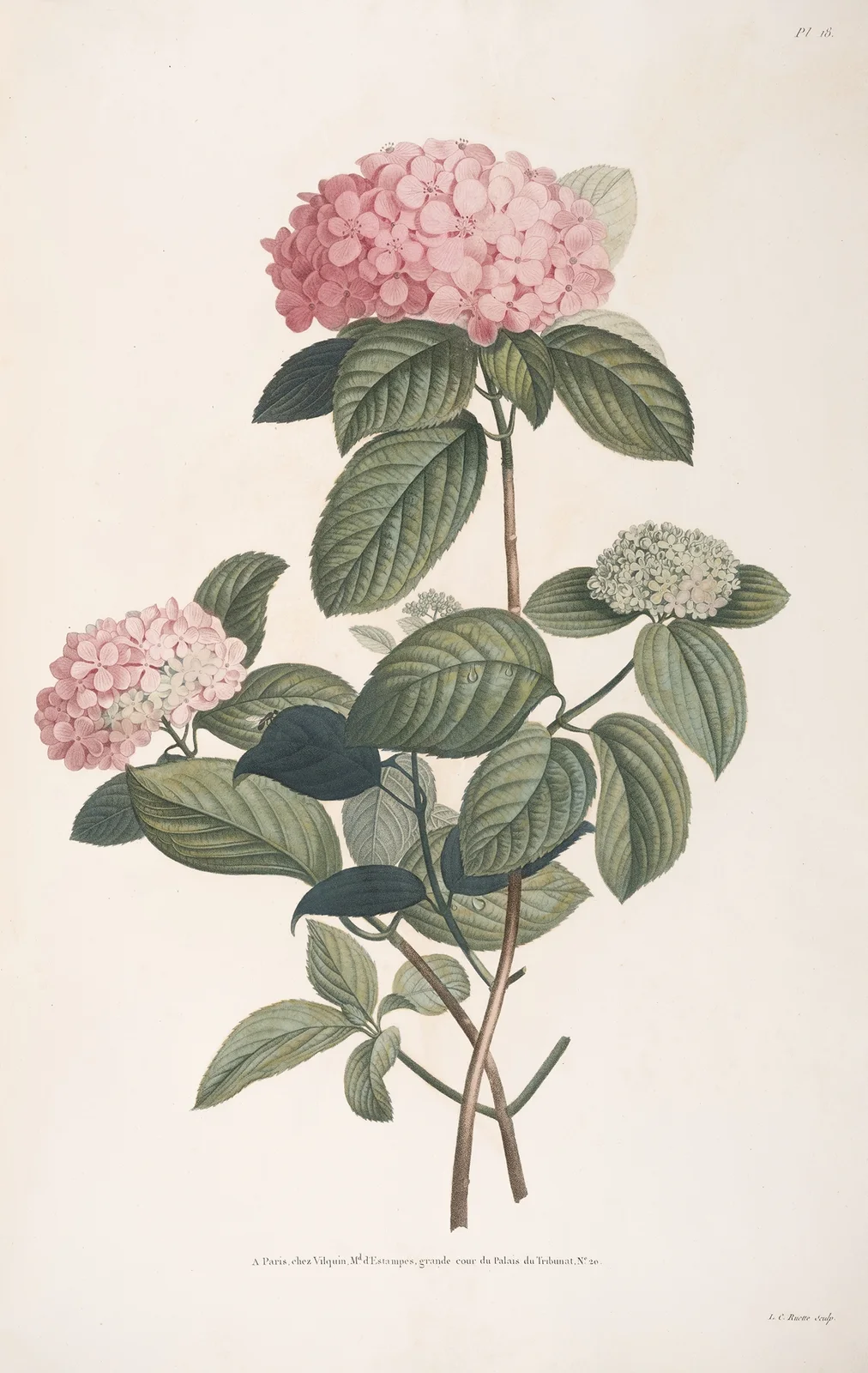 Rameau d’Hortensia av Jean Louis Prévost
