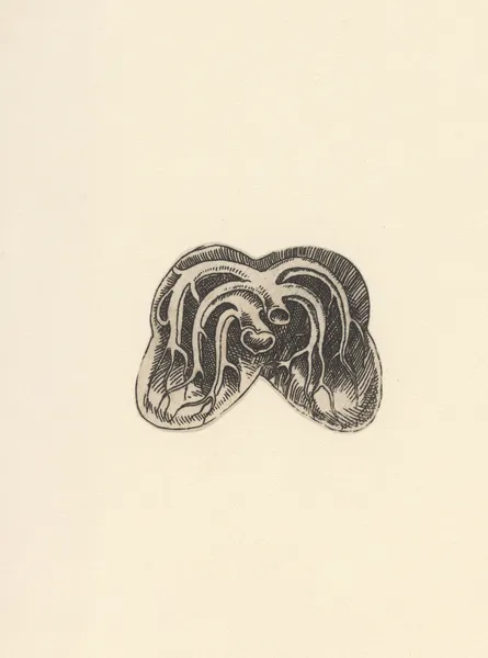 Cross section of lungs av Lucas Kilian