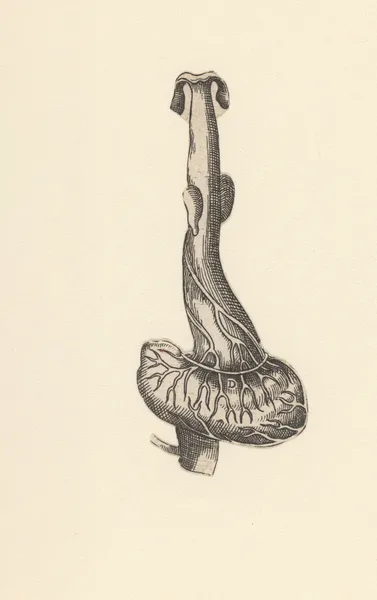 Esophagus and stomach av Lucas Kilian