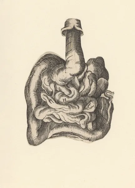 Intestinal tract av Lucas Kilian