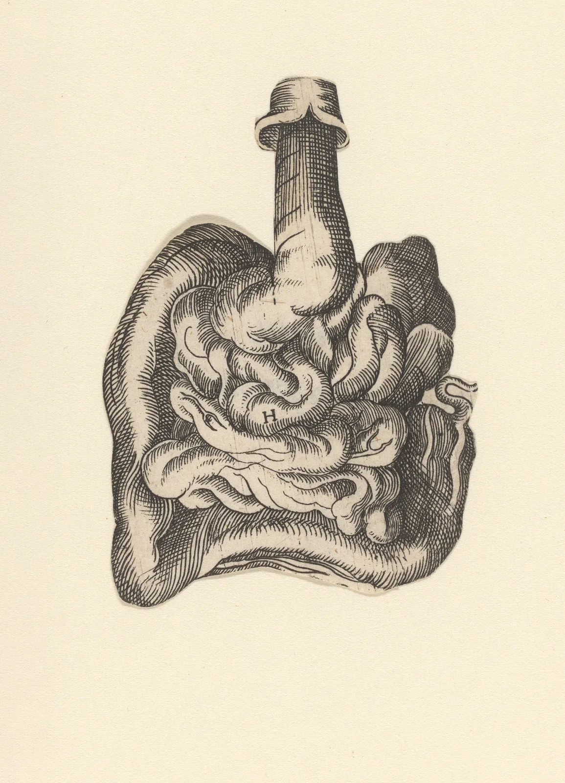 Intestinal tract av Lucas Kilian