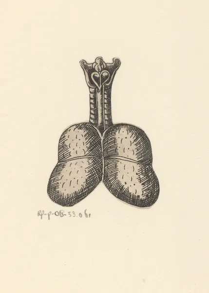 Lungs and trachea av Lucas Kilian