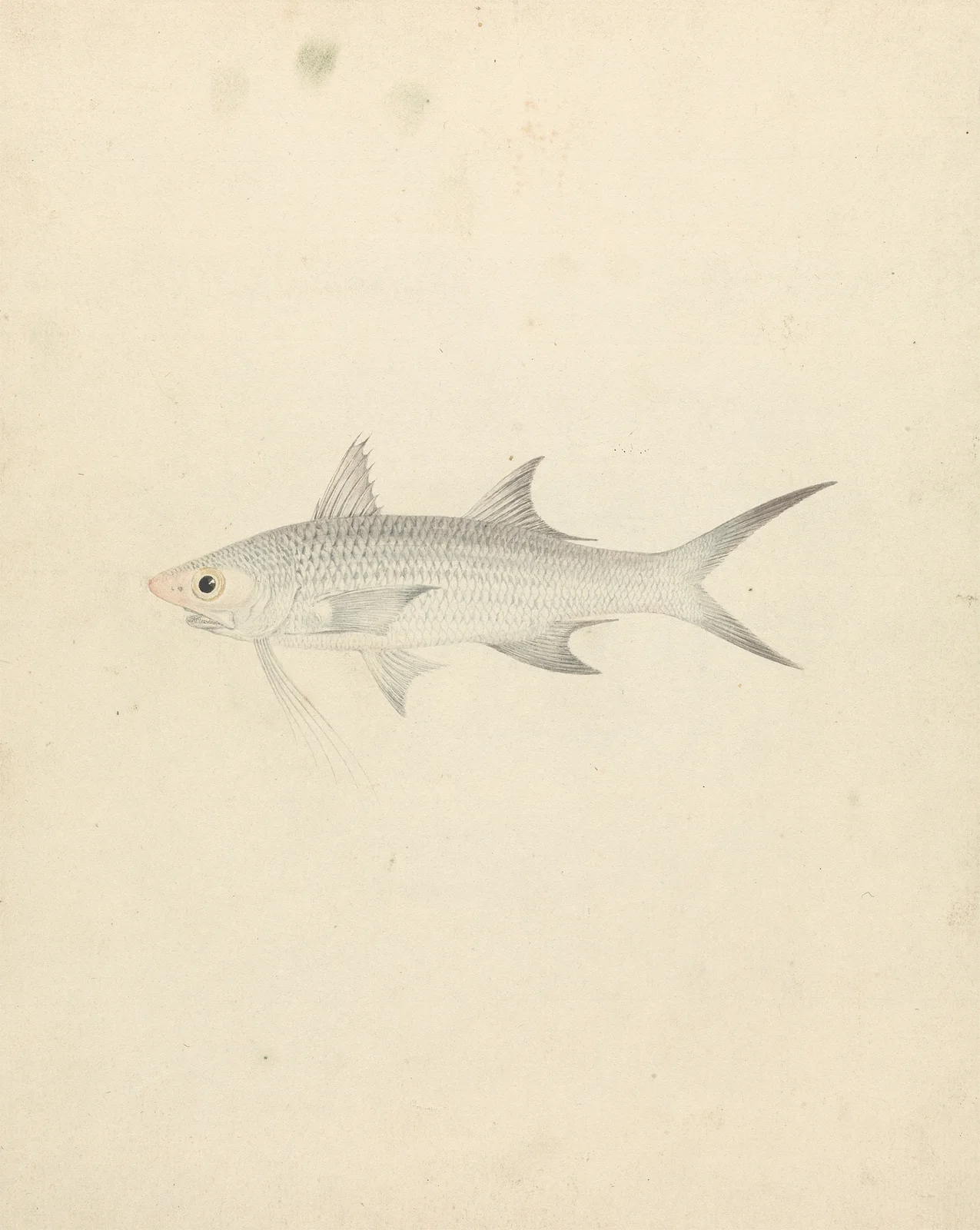 Binney; number one (a fish) av Luigi Balugani