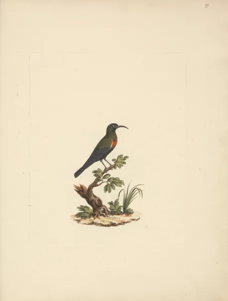 Chalcomitra senegalensis (Scarlet Chested Sunbird) 2 av Luigi Balugani