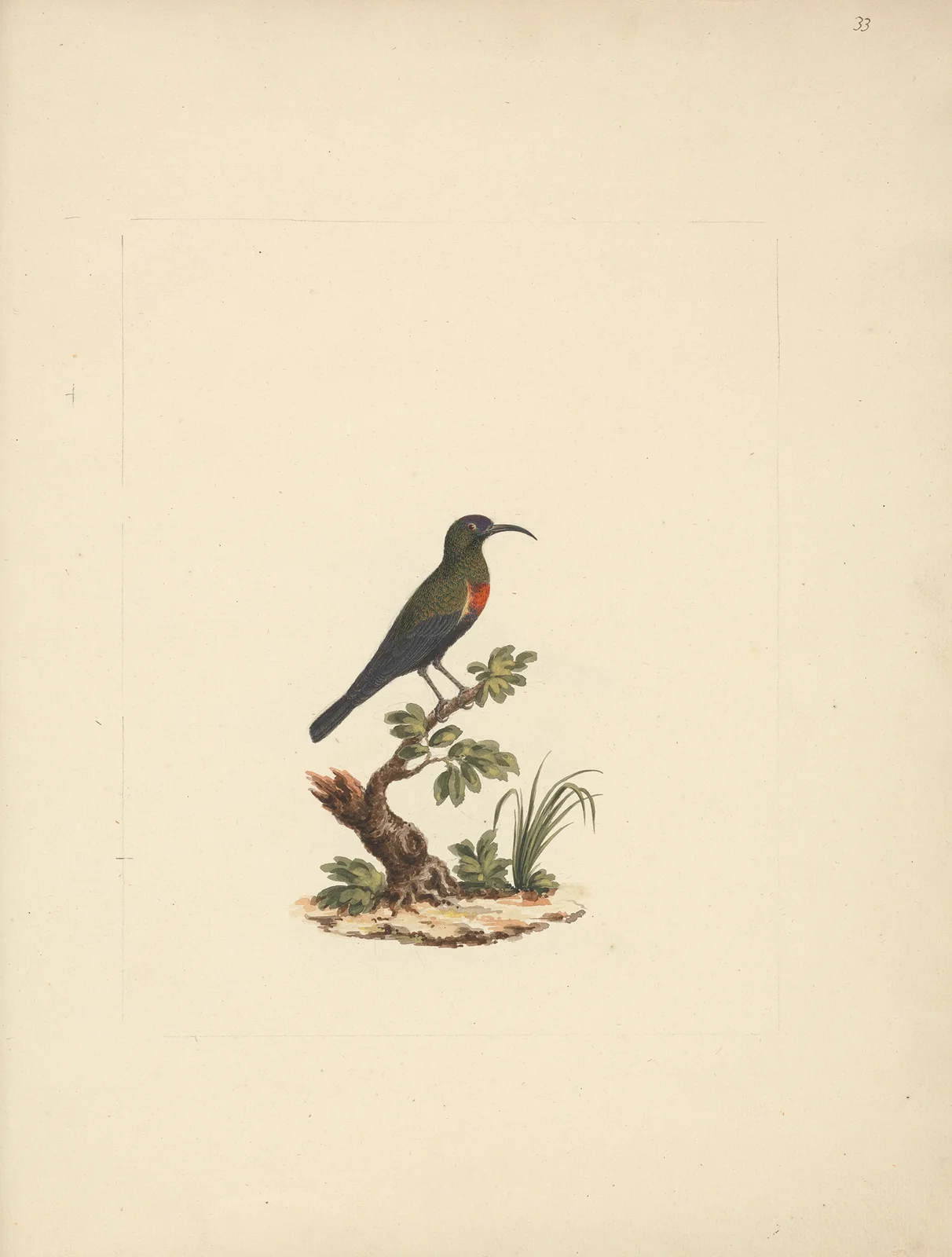 Chalcomitra senegalensis (Scarlet Chested Sunbird) 2 av Luigi Balugani