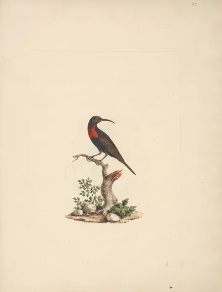 Chalcomitra senegalensis (Scarlet Chested Sunbird) av Luigi Balugani