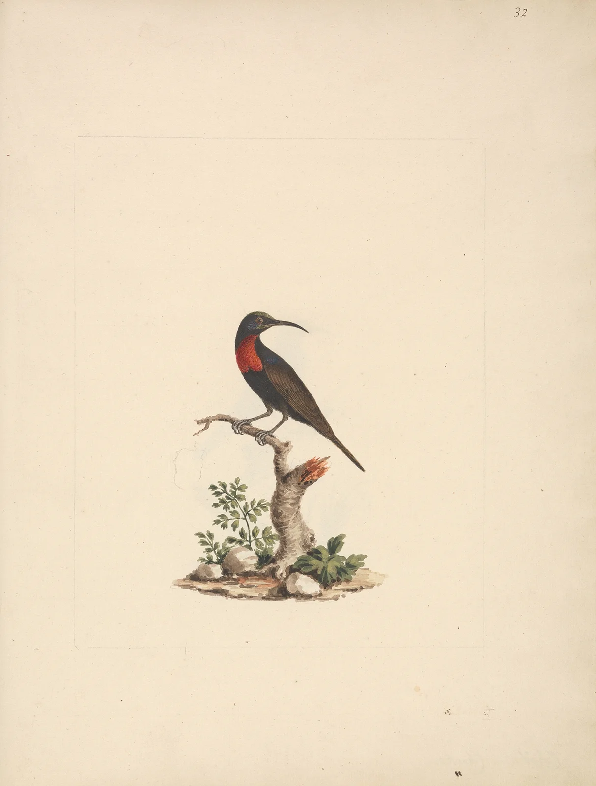Chalcomitra senegalensis (Scarlet Chested Sunbird) av Luigi Balugani