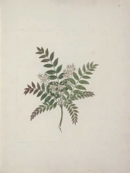 Clausena anisata (Willd) Benth. (Mosquito Plant) av Luigi Balugani