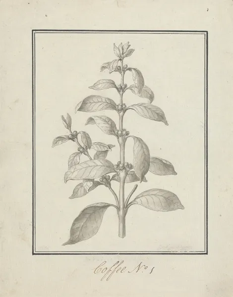 Coffea arabica L. (Arabica Coffee); finished drawing of leafy shoot and berries av Luigi Balugani