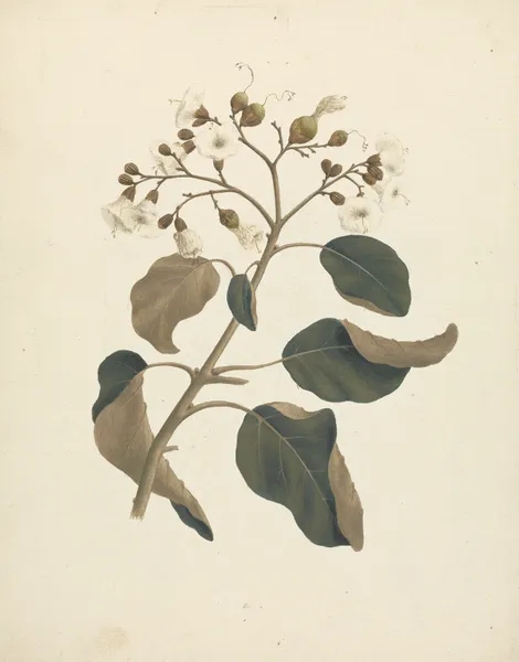 Cordia abyssinica. av Luigi Balugani