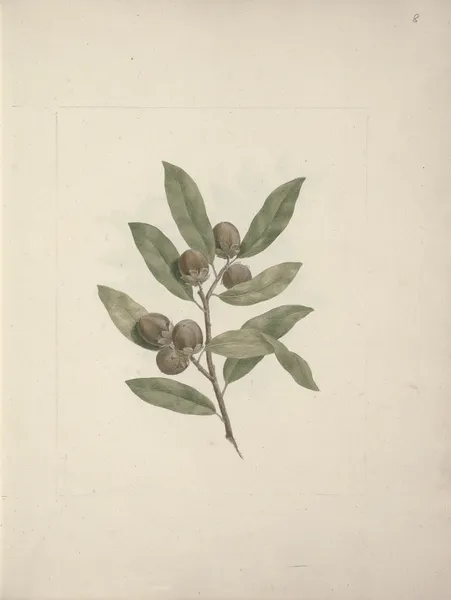Diospyros mespiliformis A. DC. (African Ebony) av Luigi Balugani