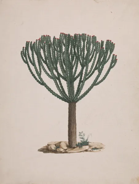 Euphorbia abyssinica J.F. Gmel. (Ethiopian Tree-Spurge) av Luigi Balugani