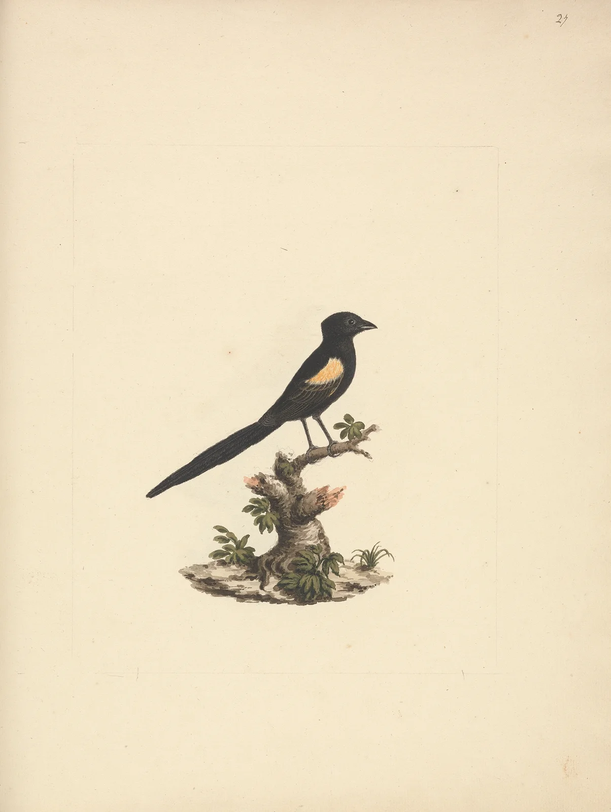 Euplectes axillaris (Fan-tailed widowbirds) av Luigi Balugani