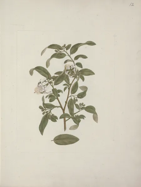 Grewia ferruginea A. Rich av Luigi Balugani