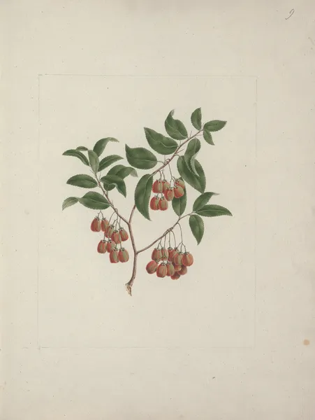 Maytenus arguta (Loes.) N. Robson av Luigi Balugani
