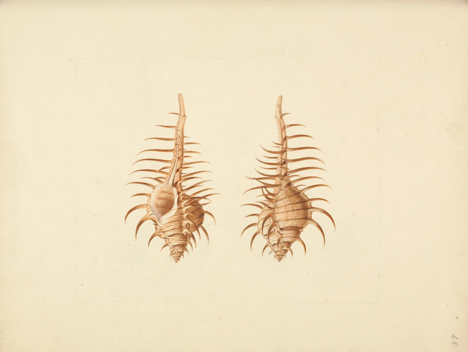 Murex pecten (Venus Comb Murex) av Luigi Balugani