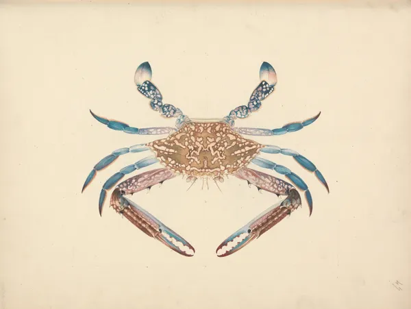 Portunua pelagicus (Blue Crab) av Luigi Balugani