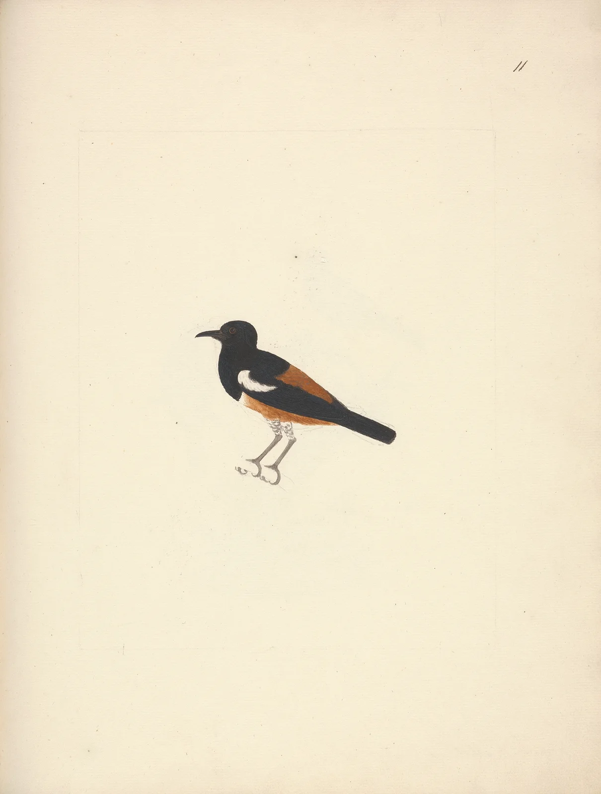 Thamnolaea semirufa (White-winged Cliff-chat) av Luigi Balugani