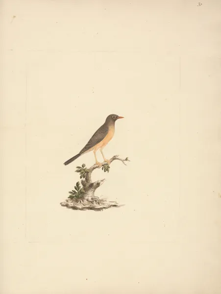 Turdus abyssinicus (Mountain Thrush) av Luigi Balugani
