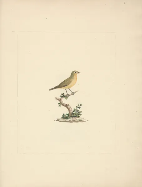 Unidentified Bird av Luigi Balugani