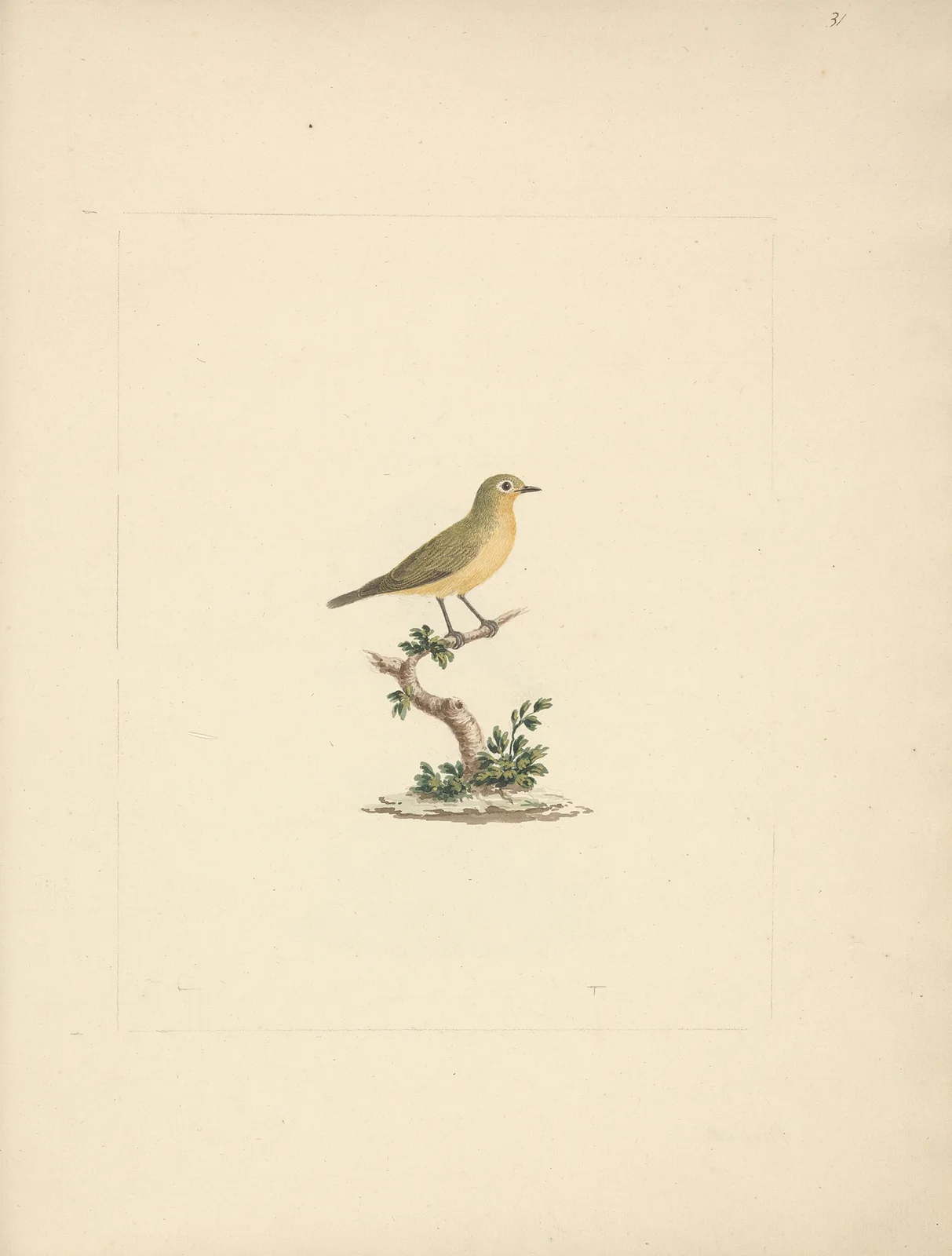 Unidentified Bird av Luigi Balugani