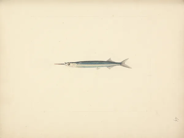 Unidentified Fish – nr 2 av Luigi Balugani
