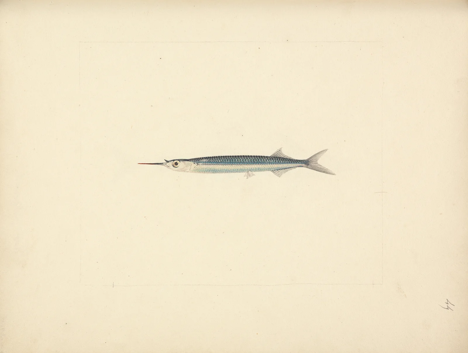 Unidentified Fish – nr 2 av Luigi Balugani