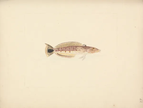 Unidentified Fish – nr 3 av Luigi Balugani