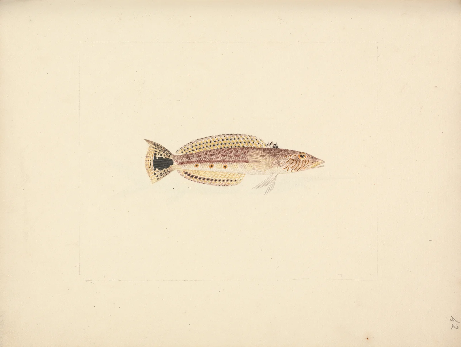 Unidentified Fish – nr 3 av Luigi Balugani