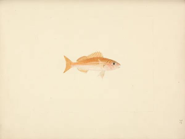 Unidentified Fish – nr 4 av Luigi Balugani