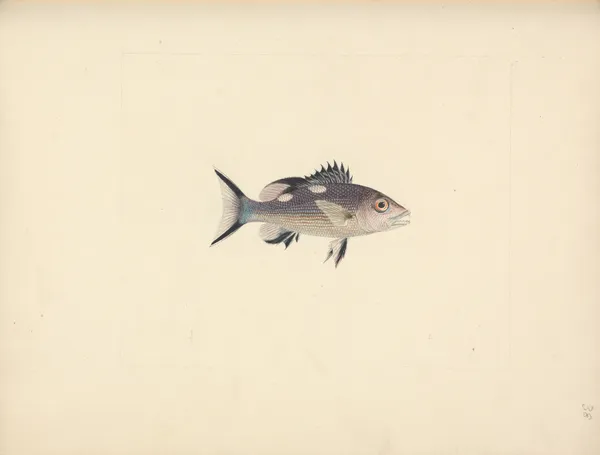 Unidentified Fish – nr 1 av Luigi Balugani